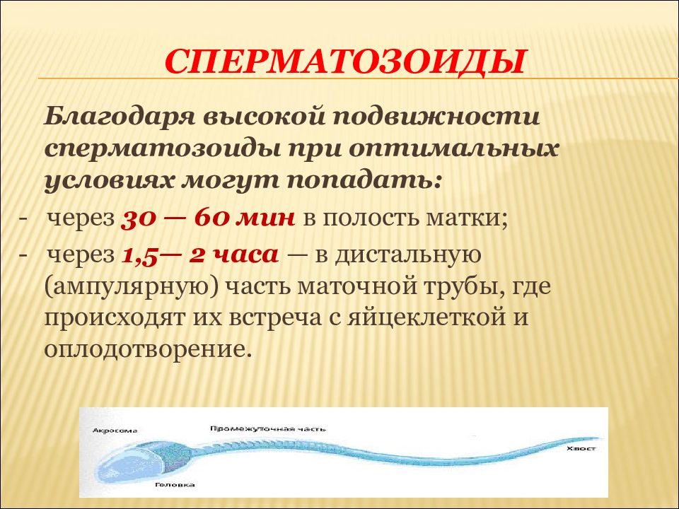 Благодаря чему происходит. Прогенез. Подвижность сперматозоидов. Подвижные сперматозоиды. Прогенез этапы.