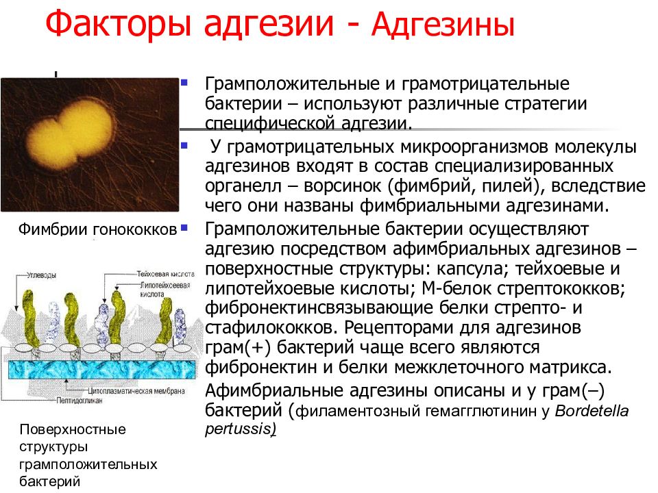 Факторы микроорганизмов. Факторы адгезии у грамотрицательных бактерий. Факторы адгезии ворсинок. Адгезины грамположительных бактерий. Фактор патогенности грамположительных бактерий.