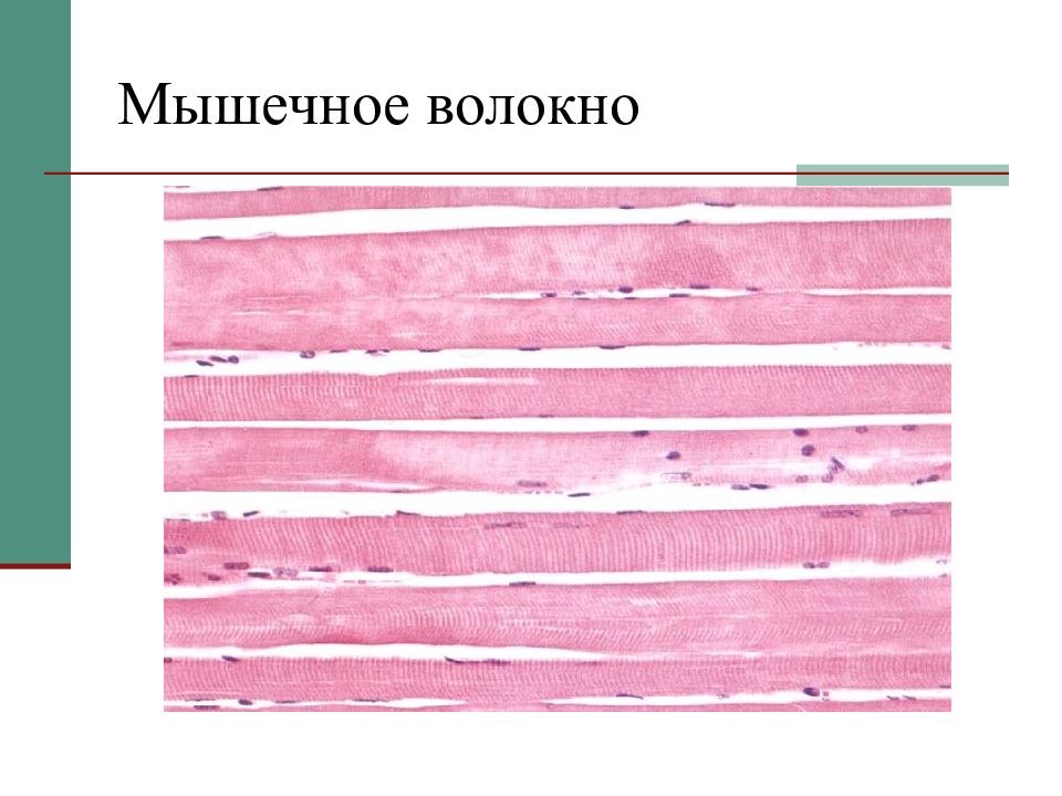 Волокна мышечной ткани. Мышечное волокно. Мышечная ткань на белом фоне.