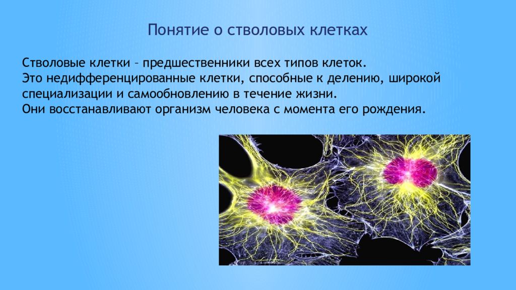 Какие клетки способны к делению. Стволовые клетки понятие. Понятие о стволовых клетках. Стволовые клетки способны к делению. Стволовые клетки презентация.