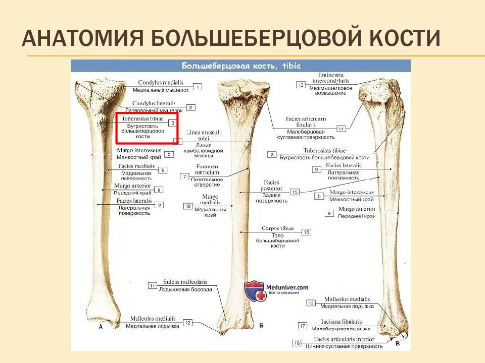 Под каким номером на рисунке обозначена малоберцовая кость