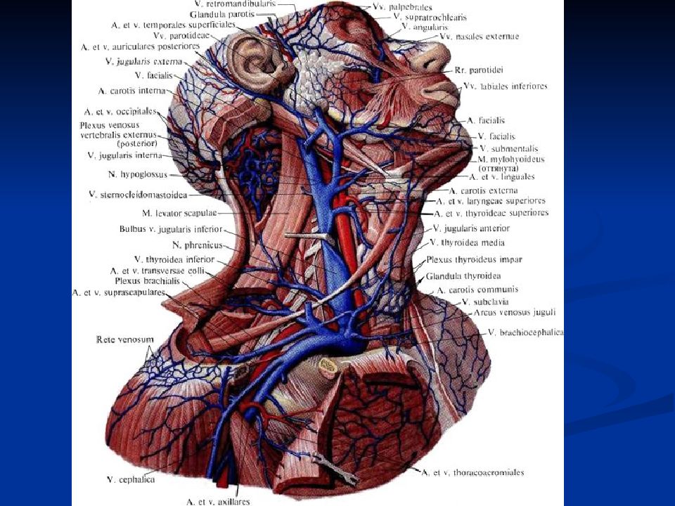 Артерии и вены головы и шеи схема