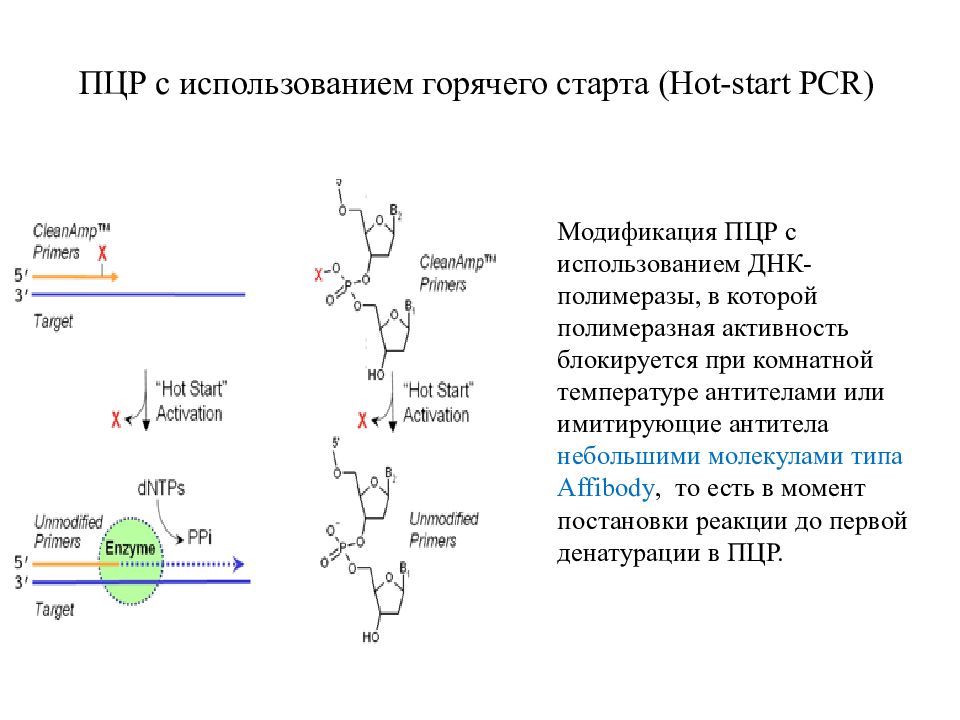 ПЦР. ПЦР С горячим стартом. Полимеразная активность. ПЦР постановка реакции.