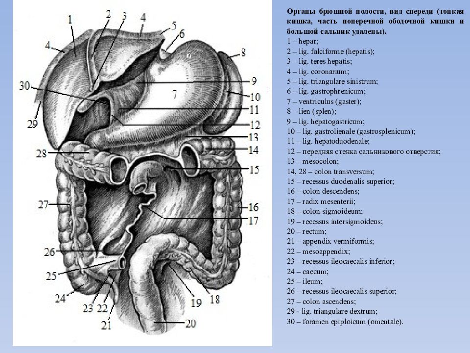 Брюшной на латыни. Топографическая анатомия органов брюшной полости человека. Анатомия органов брюшной полости человека схема расположения. Схема органов брюшной полости человека мужчины.