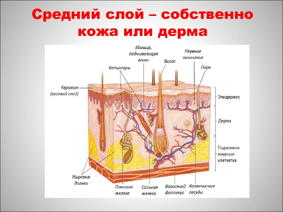 Проект по биологии кожа лица