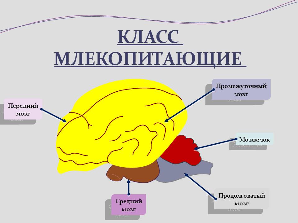 Структура мозга млекопитающих. Строение головного мозга млекопитающих. Строение отделов головного мозга млекопитающих. Отделы головного мозга млекопитающих схема. 5 Отделов головного мозга у млекопитающих.