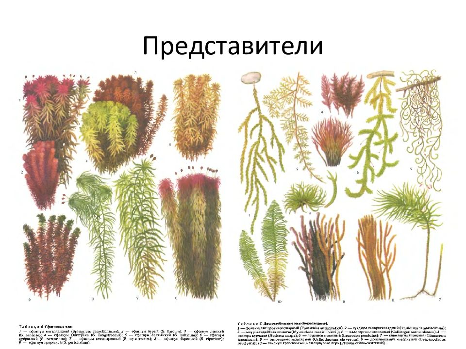 Группа растений мхи. Мхи Моховидные представители. Листостебельные мхи представители названия. Мхи виды и названия с картинками. Видовое разнообразие мхов.