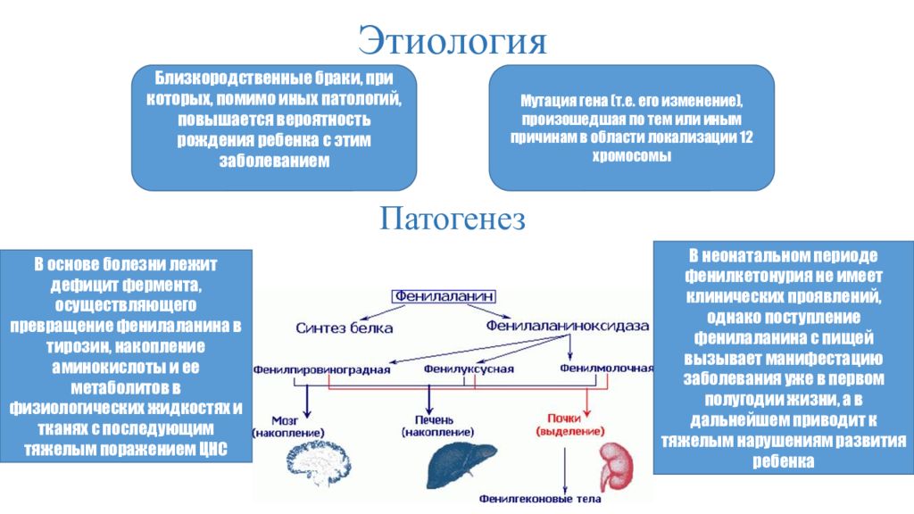 Тяжелые нарушения развития. Механизм развития фенилкетонурии схема. Фенилкетонурия механизм развития патологии. Патогенез фенилкетонурии схема. Фенилкетонурия этиология.