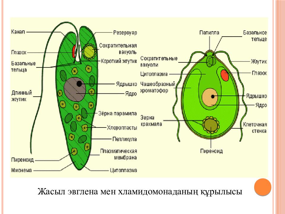 Строение зеленый. Строение эвглены зеленой 7 класс биология. Структура эвглены зеленой. Строение эвглены зеленой 7 класс. Эвглена зеленая рисунок с подписями.