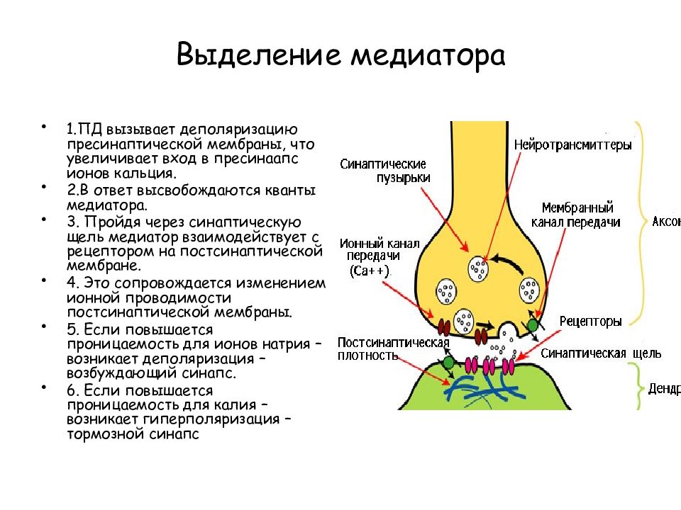 Синапс постсинаптическая мембрана. Механизм выделения медиатора. Механизм выделения медиатора в синаптическую щель. Передача нервного импульса через синапс. Выделение Кванта медиатора в синаптическую щель.