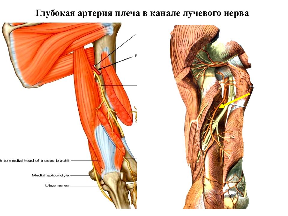 Лучевой нерв фото