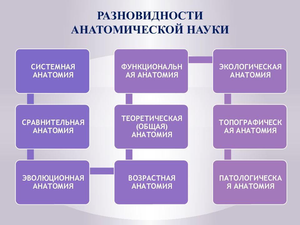 Основные направления презентации. Основные направления анатомии. Прикладное направление в анатомии. Статистика по анатомии.