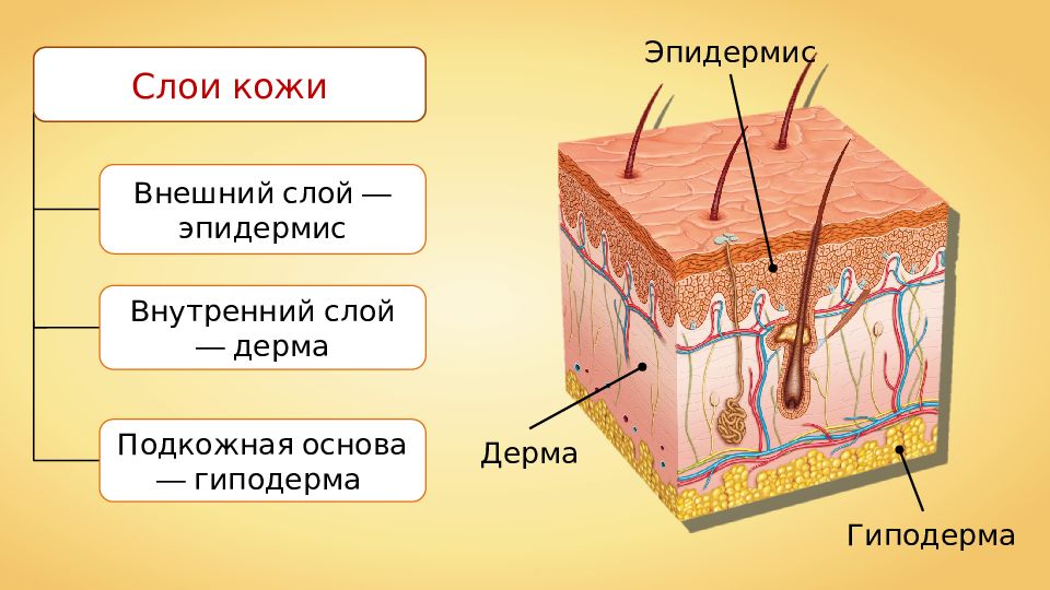 Назовите слои кожи человека обозначенные на рисунке а и б