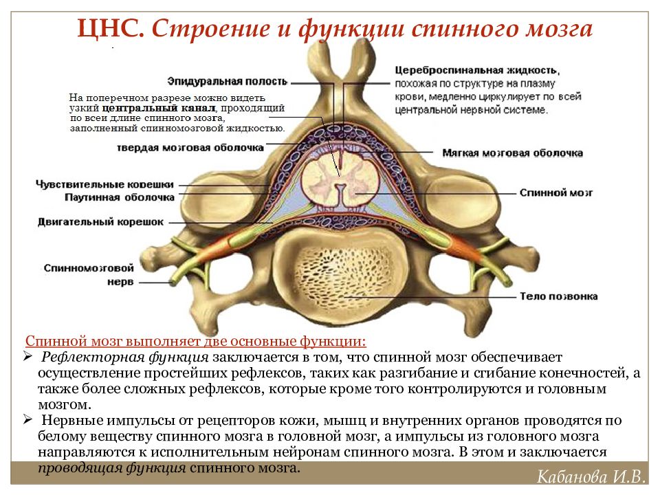 Строение и функции спинного мозга. Строение нервной системы спинной мозг. Строение спинного мозга собаки. Оболочки головного и спинного мозга таблица.