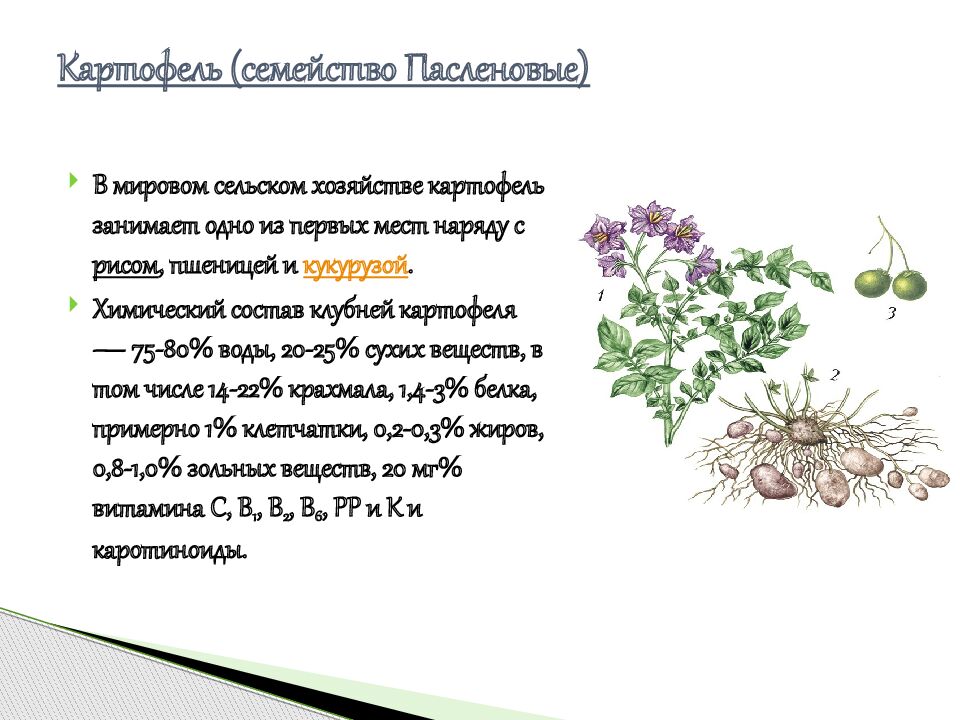 Картофель (семейство Пасленовые)