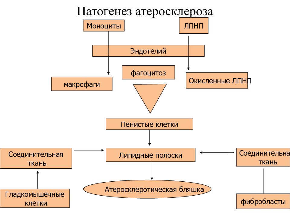 Схема развития атеросклероза