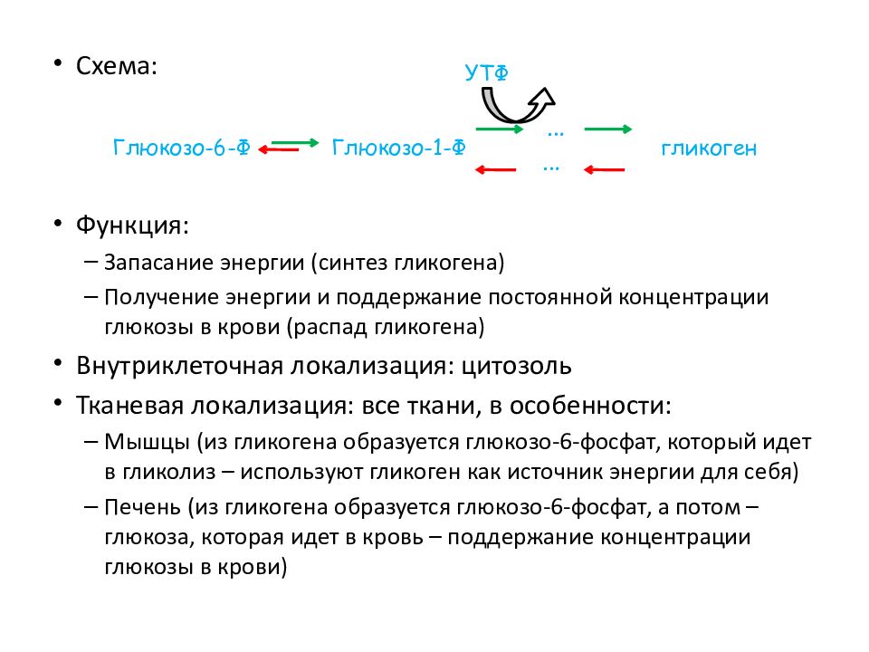 События происходящие при метаболизме углеводов. Метаболизм белков последовательность событий. Энергетический обмен углеводов. События происходящие при метаболизме углеводов. Внутриклеточный обмен углеводов.