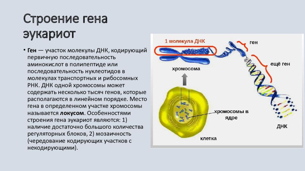 Строение генов. Строение Гена эукариот.