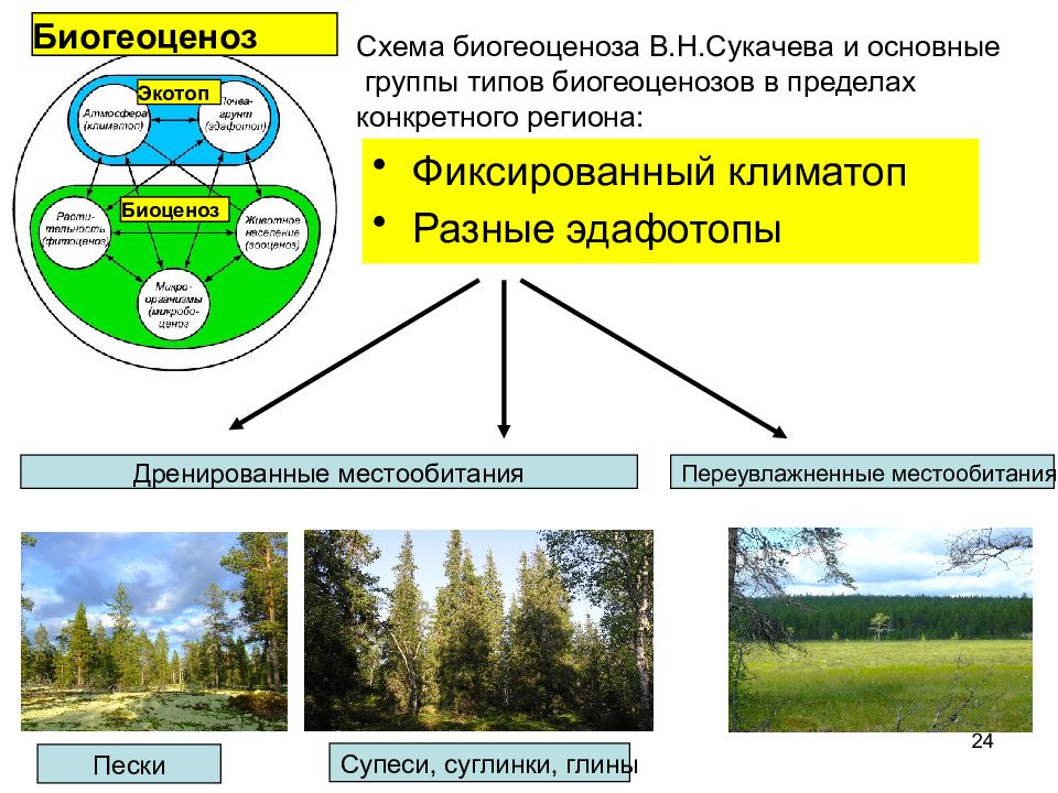 Естественная смена экосистемы примеры. Биогеоценоз экосистема и Биосфера 9 класс. Экосистема схема. Экологическая система схема. Примеры экосистем.