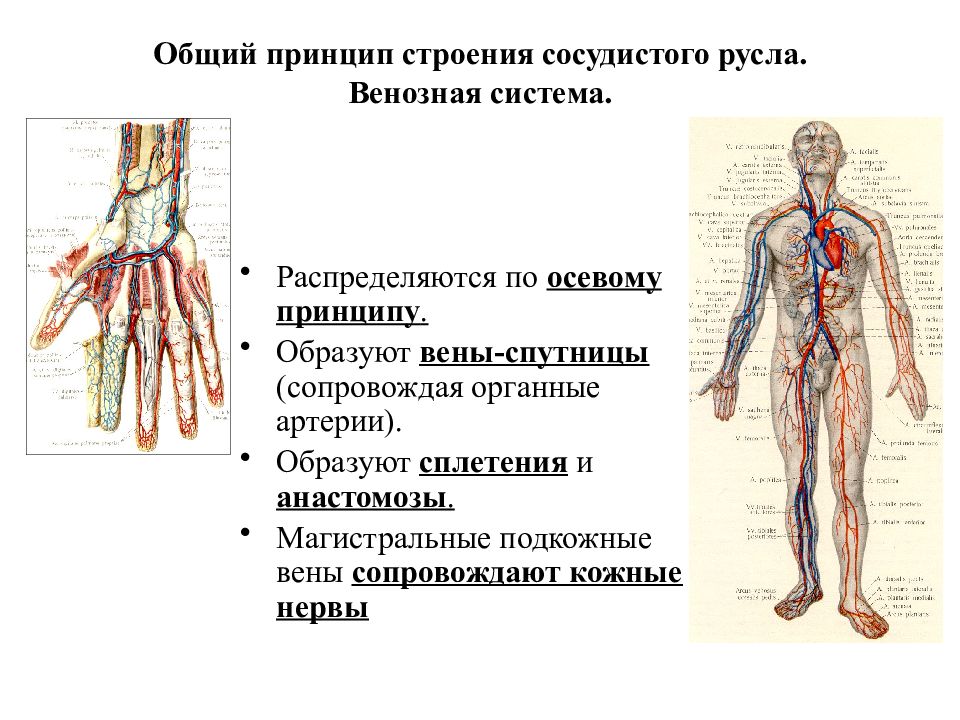 Сосудистое русло. Общий принцип строения сосудистого русла. Общий план строения сосудистого русла. Общий план строения венозной системы. Общая анатомия венозной системы: принципы строения и функции..