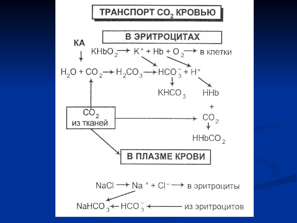 Перенос углекислый. Схема транспорта кислорода и углекислого газа кровью. Транспорт кислорода и диоксида углерода.. Транспорт углекислого газа кровью физиология. Транспорт о2 и со2 кровью.