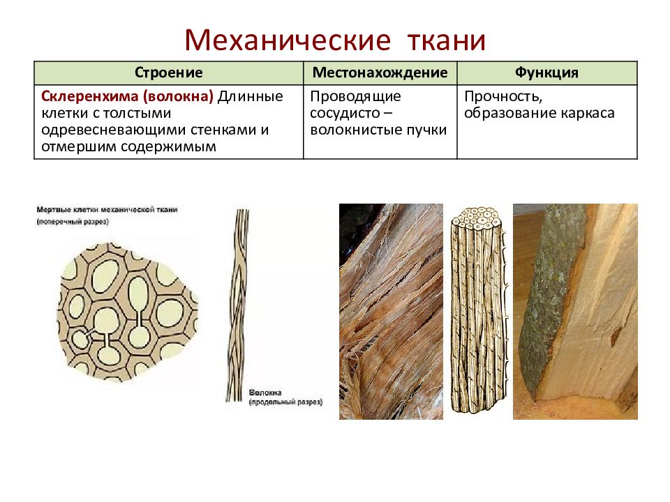 Тип ткани растения древесина