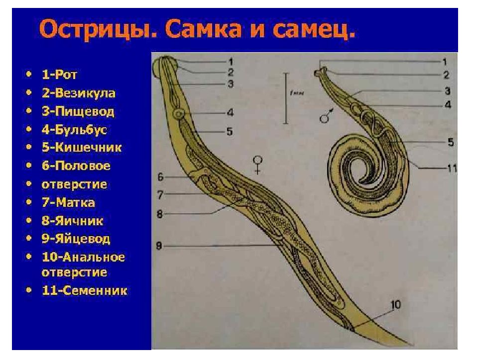 Человеческая аскарида тип. Самец острицы строение. Строение самца и самки острицы. Самка острицы строение. Бульбус у аскариды человеческой.