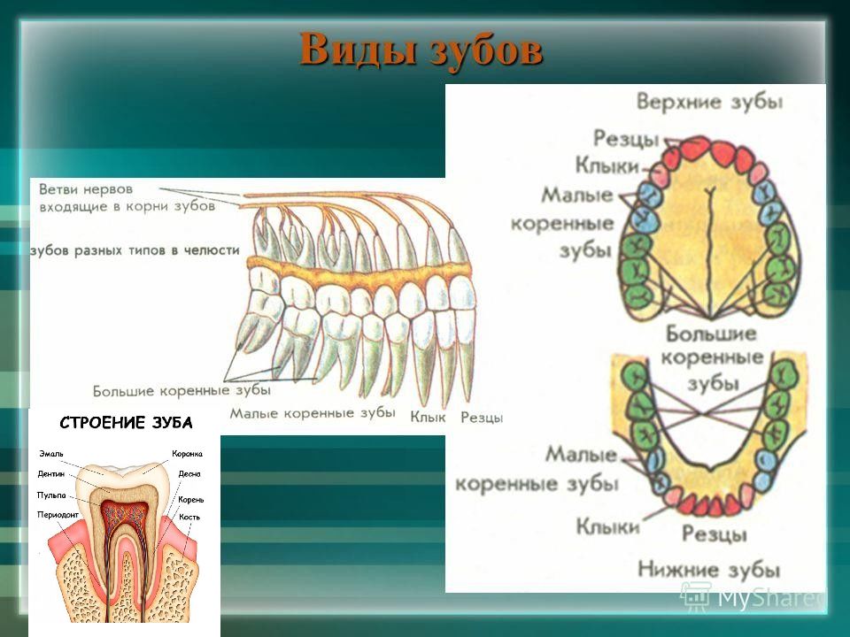 Зубные нервы схема