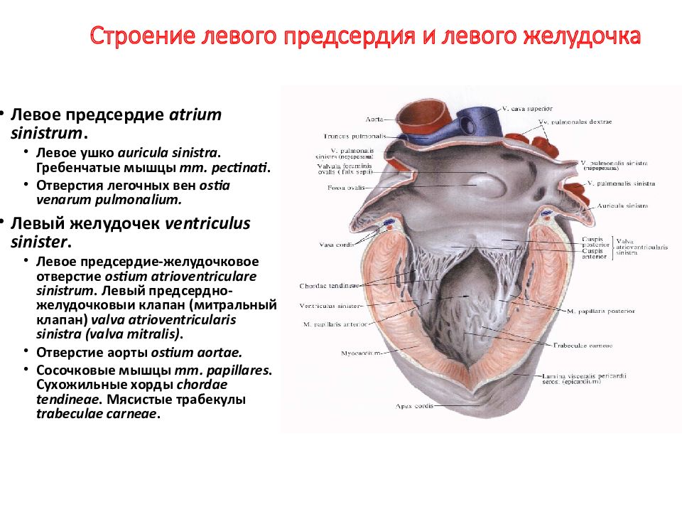 Характеристика правого предсердия. Левый и правый желудочек сосочковые. Строение левого предсердия. Строение левого желудочка. Левое предсердие сердца.