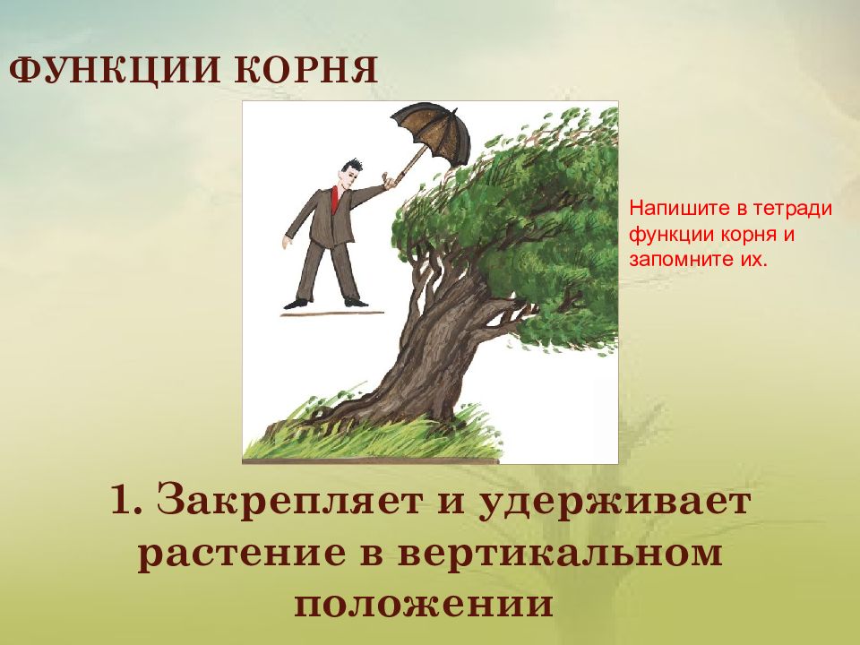 Функции корня 1 2 3