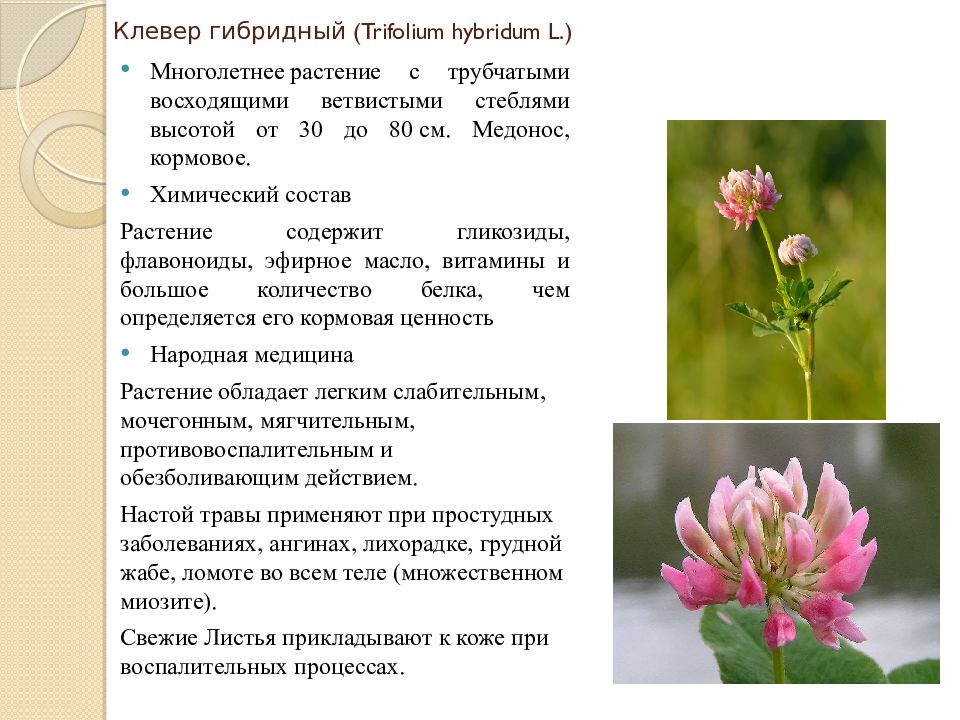 Клевер луговой признаки. Клевер гибридный (Trifolium hybridum). Прикрепление на стебле у клевера гибридного. Цветонос у клевера Лугового. Клевер гибридный соцветие.