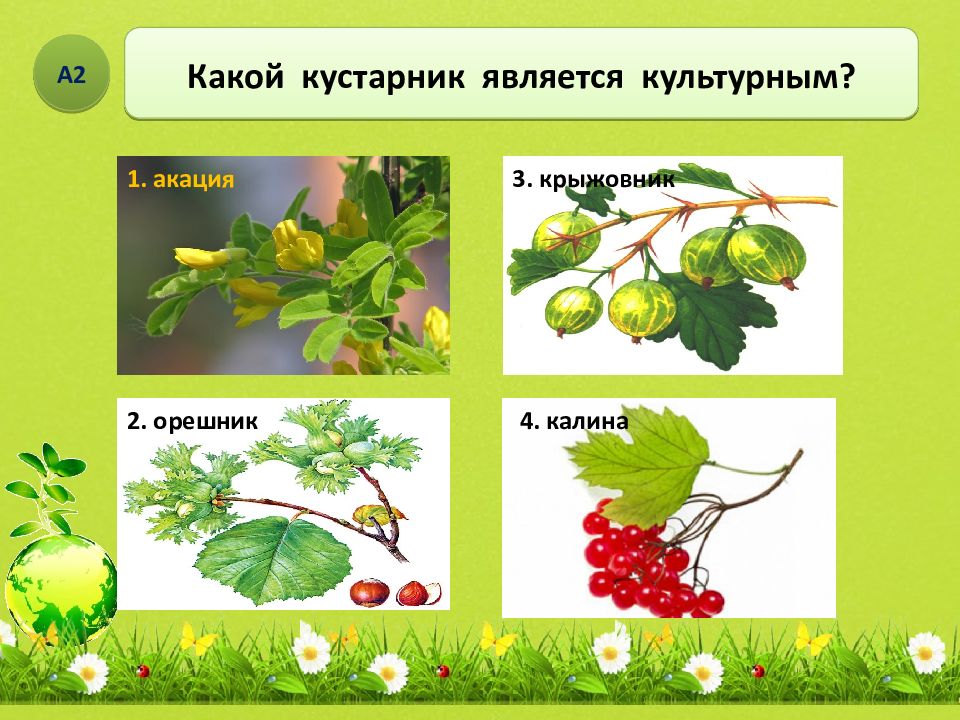 Дикорастущие растения 2 класс окружающий мир тест. Дикорастущие деревья и кустарники. Культурные кустарники. Кустарники культурные кустар. Кустарники Дикие и культурные.