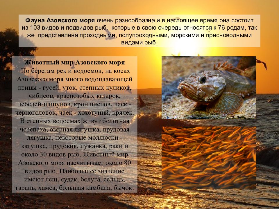 Азовское море презентация 8 класс география