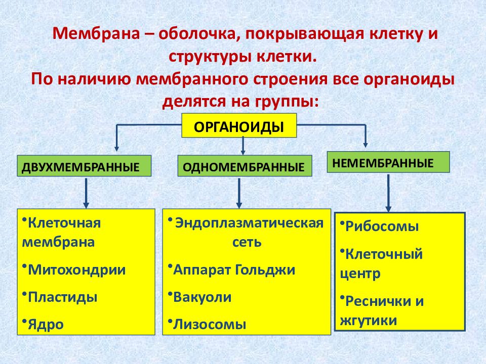 Презентация мембранные органоиды клетки