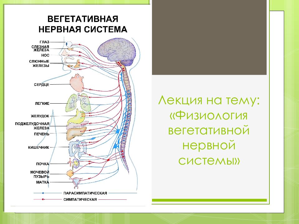 Вегетативная система презентация