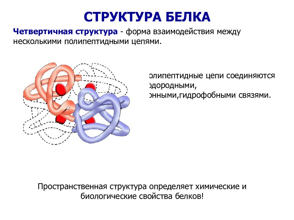 Четвертичная структура белка. Характеристика четвертичной структуры белка. Связи в четвертичной структуре структуре белка. Белки четвертичная структура связи. Связи четвертичной структуры белка связи.