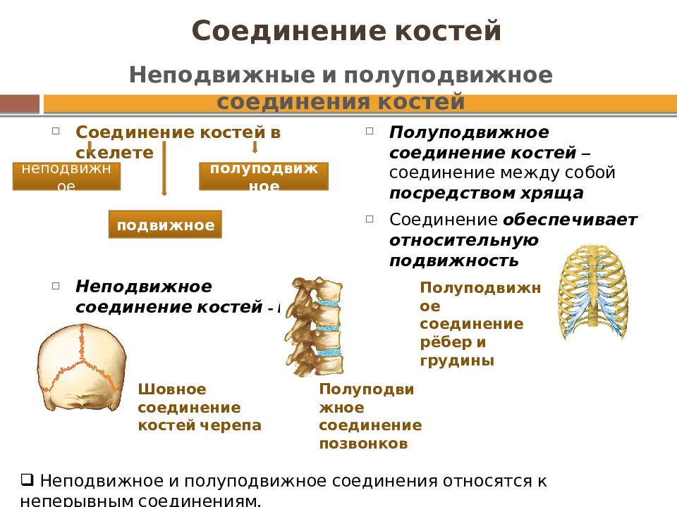 Полуподвижное соединение между. Строение и соединение костей тела человека. Строение подвижного соединения костей. Типы соединения костей и их характеристика. Неподвижные полуподвижные и подвижные соединения костей.