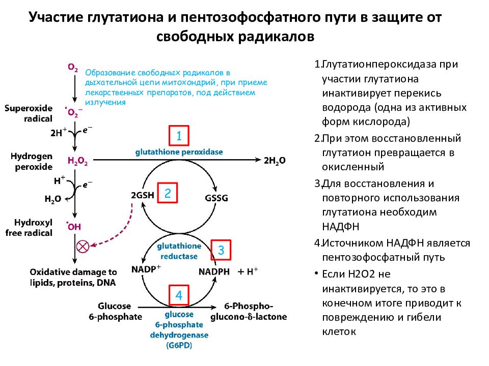 Схема образования глутатиона