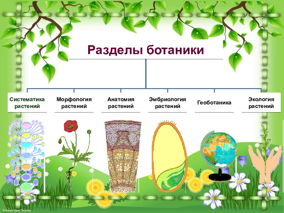 Царство растений картинки для презентации