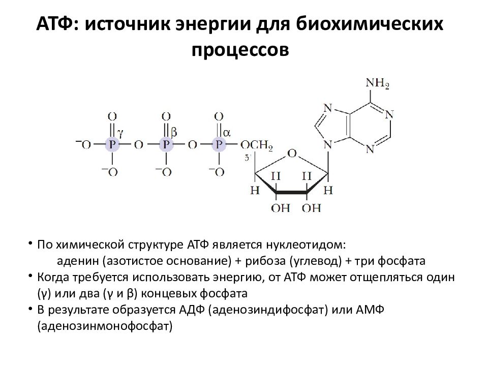 Атф Инструкция По Применению Цена