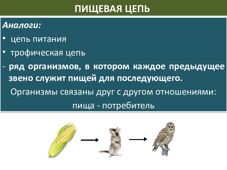 Укажите правильную цепь питания. Пищевая цепочка. Пищевая цепочка питания. Пищевая цепочка животных. Пищевые цепи примеры.