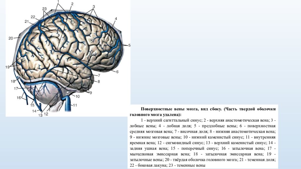 Венозная голова. Поверхностные и глубокие вены мозга. Вены головы бодибилдеров. Не ровност голова Вена верхней голова.