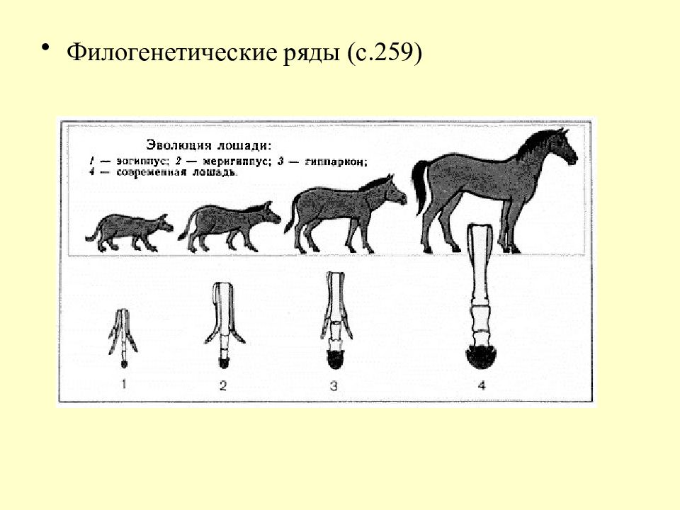 Филогенетические координации и онтогенетические корреляции. Филогенетические ряды. Филогенетический ряд животных. Филогенетический ряд лошади.