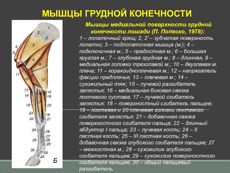 Кость грудной конечности. Анатомия КРС мышцы грудной конечности. Мускулатура грудной конечности лошадей. Строение кости грудной конечности. Мышцы грудной конечности коровы.