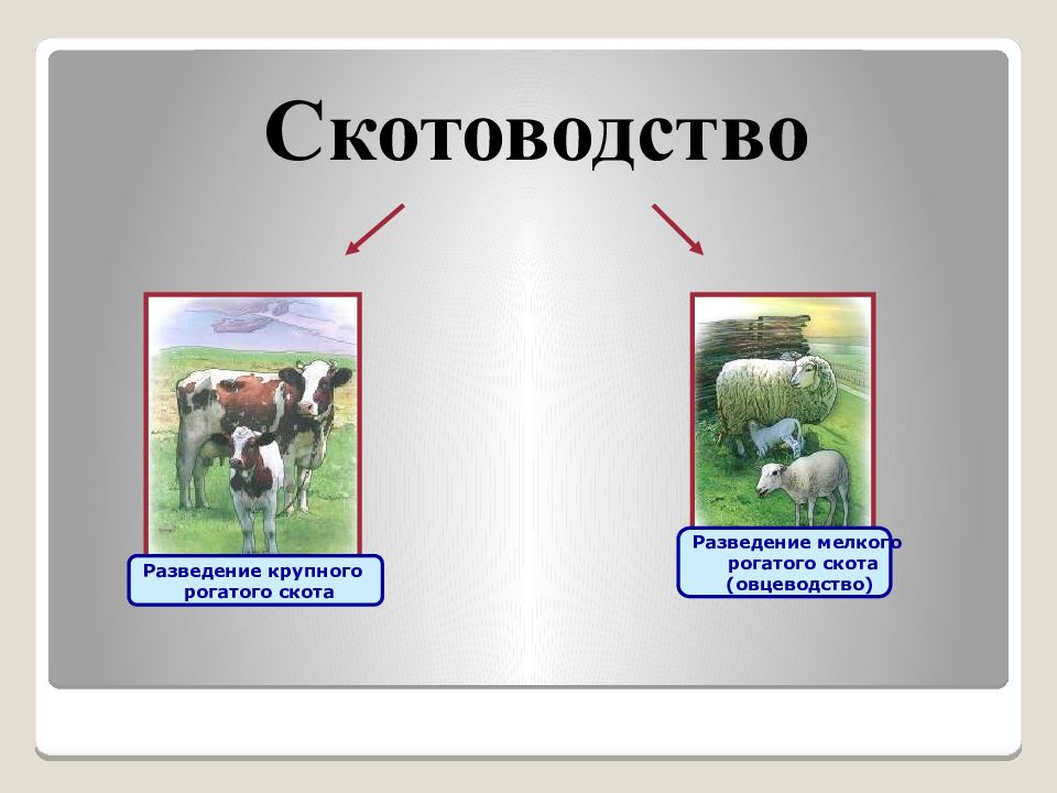 Мелкий рогатый скот схема