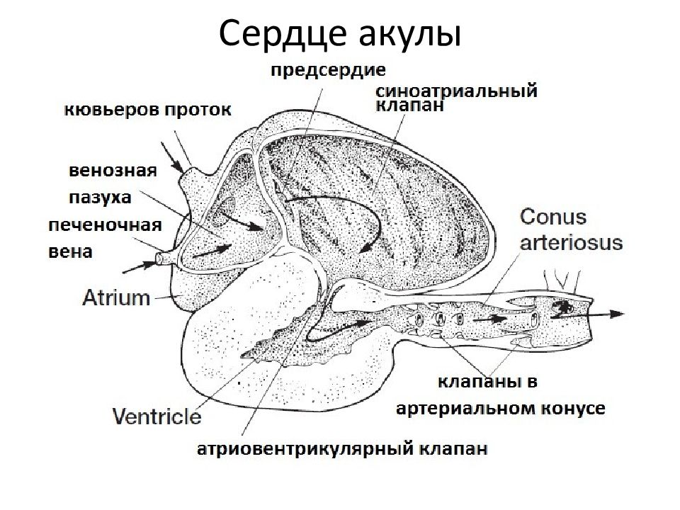 Сердце акулы фото