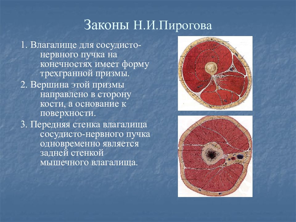 Сосудистые пучки это. Законы Пирогова. Строение фасции. Футлярное строение фасций пирогов. Законы Пирогова о фасциях.