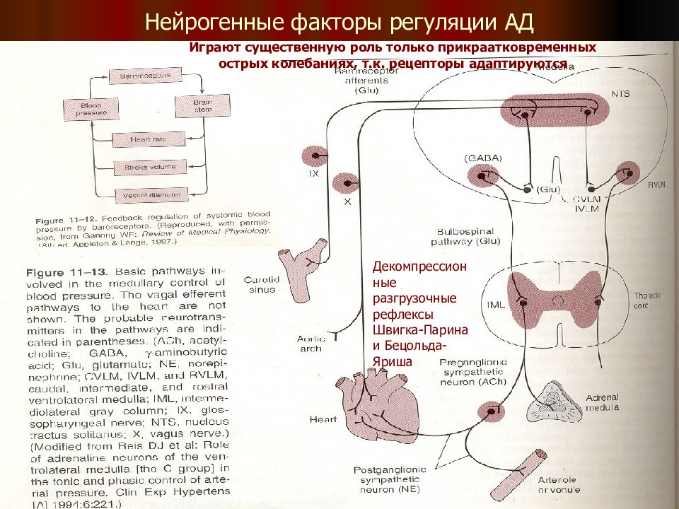 Факторы регуляции. Рефлекторные механизмы регуляции артериального давления. Нейрогенные механизмы регуляции ад. Рефлекторная дуга регуляции артериального давления. Факторы регуляции ад.