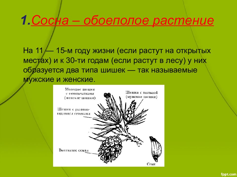 Определите особенности жизненного цикла голосеменных и покрытосеменных растений в диаграмме венна