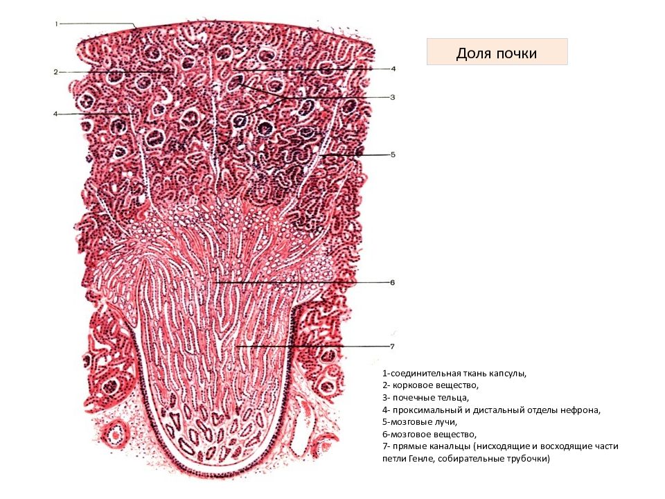 Гистология схема строения нефрона
